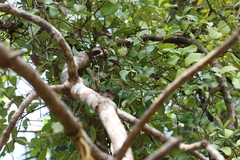 Helicanthes elastica